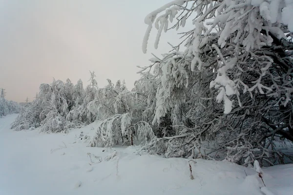 Winter forest på ryska nord med mycket snö, efter polar linje — Stockfoto