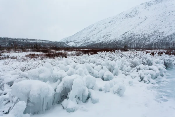 Winter forest at russian nord with a lot of snow, after polar line — Stock Photo, Image