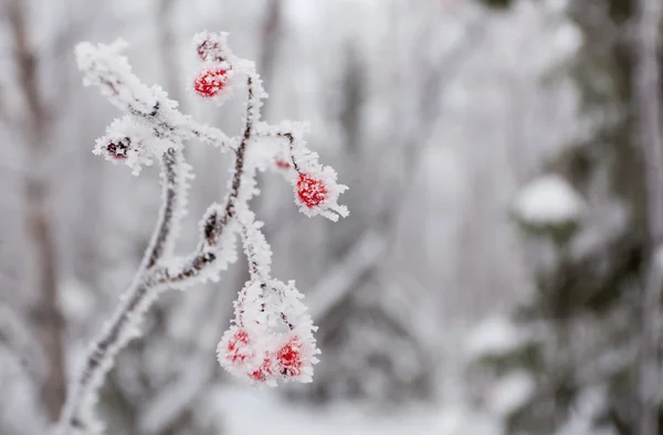 Bosque de invierno en el nord ruso con mucha nieve, después de la línea polar —  Fotos de Stock