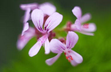 Sardunya graveolens citronella, Sardunya çiçekleri yeşil yapraklar
