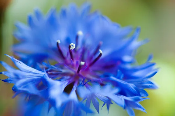 Cornflower macro azul — Fotografia de Stock