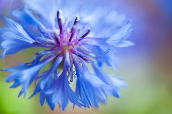 Cornflower macro azul por Helios — Fotografia de Stock