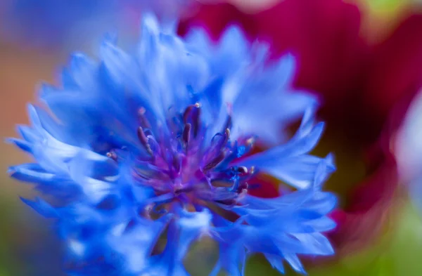 Korenbloem blauwe macro door Helios — Stockfoto