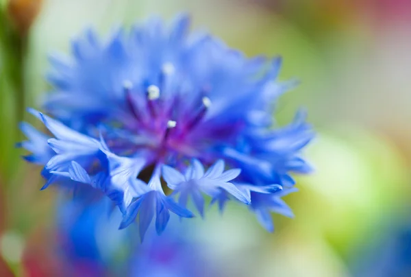 Korenbloem blauwe macro — Stockfoto