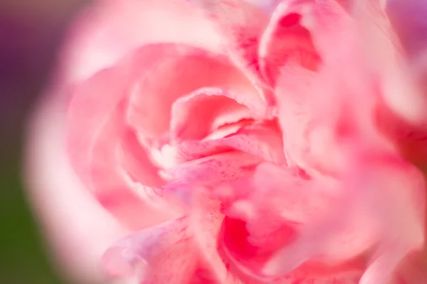 Szegfű dianthus csokor, makró blur által helios, pályázati színek szegfű — Stock Fotó