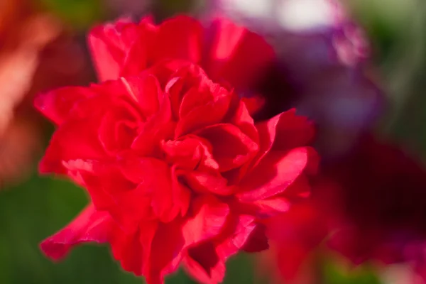 Cravo dianthus em buquê, macro borrão por hélio, cores concurso do cravo — Fotografia de Stock