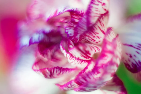 Γαρύφαλλο dianthus στην ανθοδέσμη, μακροεντολή θαμπάδα από helios, τρυφερά χρώματα του γαρυφάλλου — Φωτογραφία Αρχείου