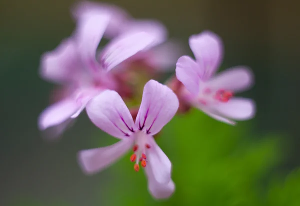 Pelargonium graveolens citronella, geranium blommor med gröna blad — Stockfoto