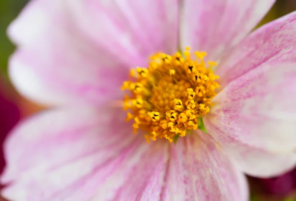 Cosmea, Cosmos flower in bouquet, blur macro by helios — Stock Photo, Image