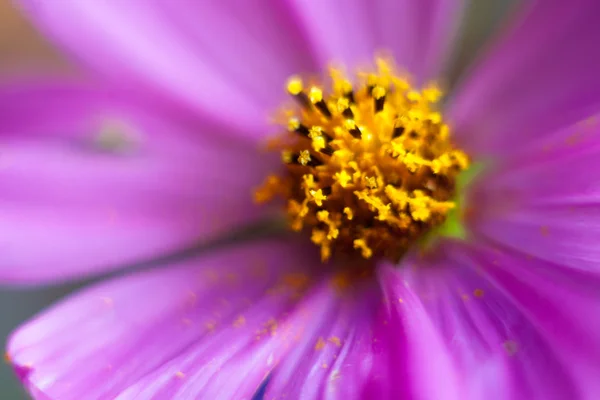 Cosmea, Cosmos flower in bouquet, blur macro by helios — Stock Photo, Image