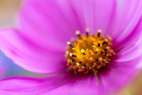 Cosmea, Cosmos flower in bouquet, blur macro by helios — Stock Photo, Image