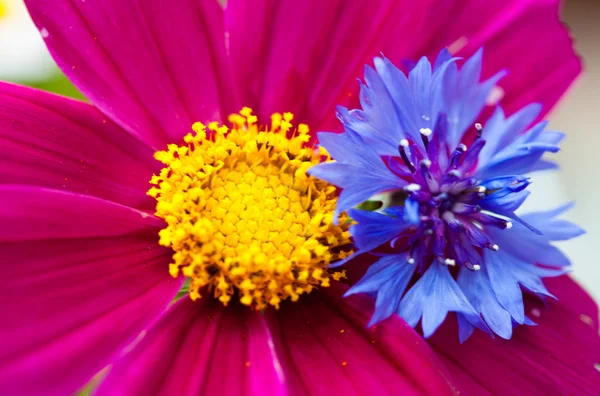 Cosmea, flor Cosmos em buquê, macro borrão por hélio — Fotografia de Stock