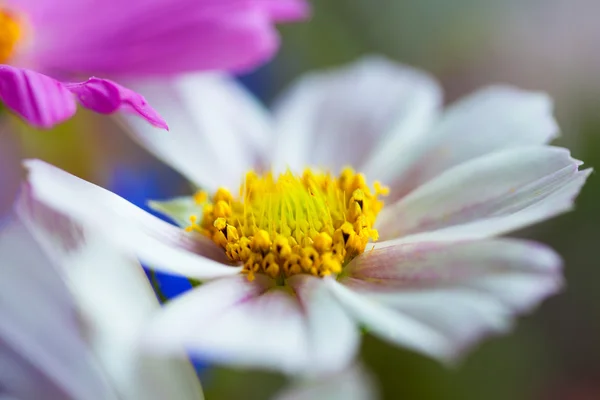 Cosmea, 코스모스 꽃 꽃다발, 흐림 헬 리오스에 의해 매크로 — 스톡 사진