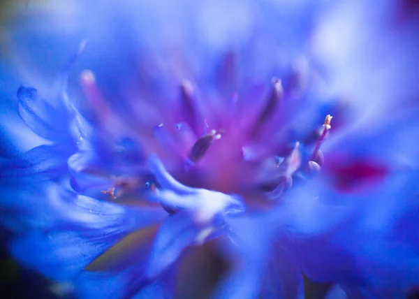 Cornflower blue macro by Helios + Industar — Stok Foto