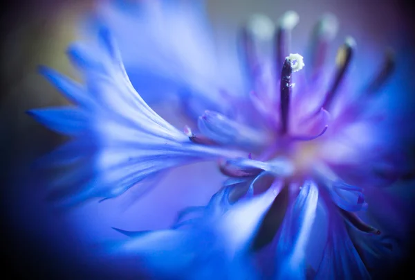 Kék Búzavirág makrót Helios + Industar — Stock Fotó