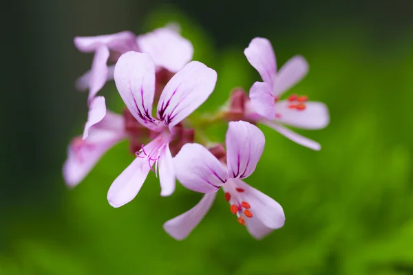 Pelargonium graveolens citronella, geranium blommor med gröna blad Stockbild