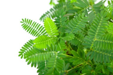 Mimosa pudica yapraklar