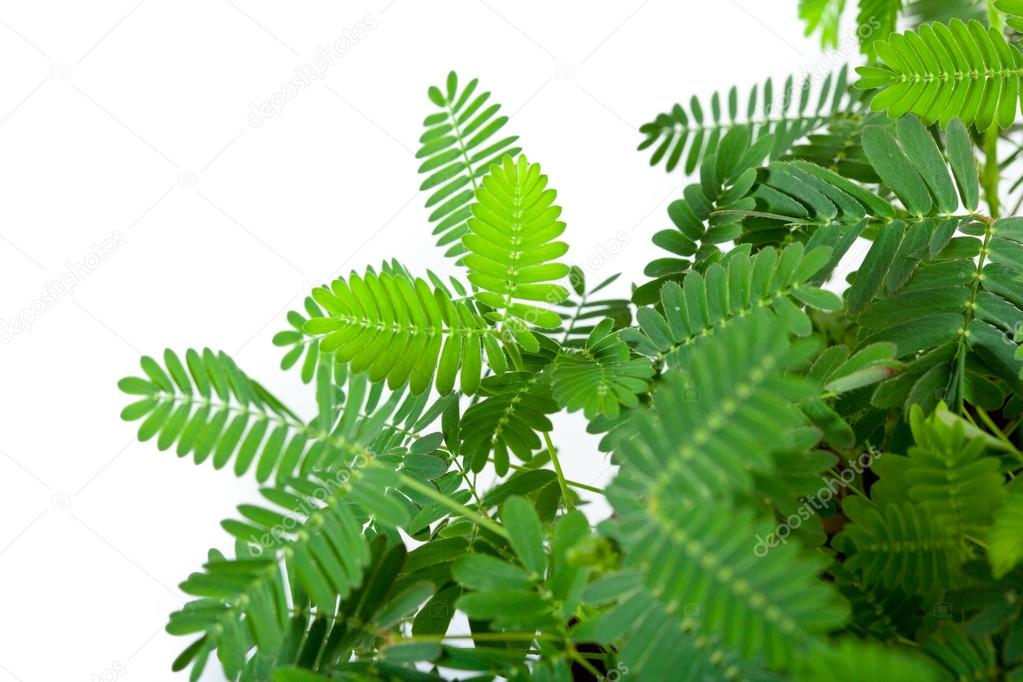 leafs of mimosa pudica