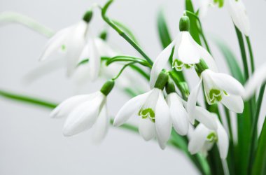 Galanthus nivalis, Bahar kardelen çiçekleri beyaz arka plan üzerinde