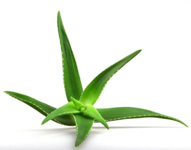 aloe vera bitkisi beyaz üzerine izole