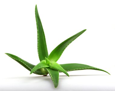 aloe vera bitkisi beyaz üzerine izole