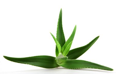 aloe vera bitkisi beyaz üzerine izole