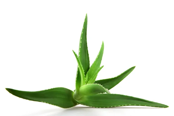 Aloe Vera Pflanze isoliert auf weiß — Stockfoto