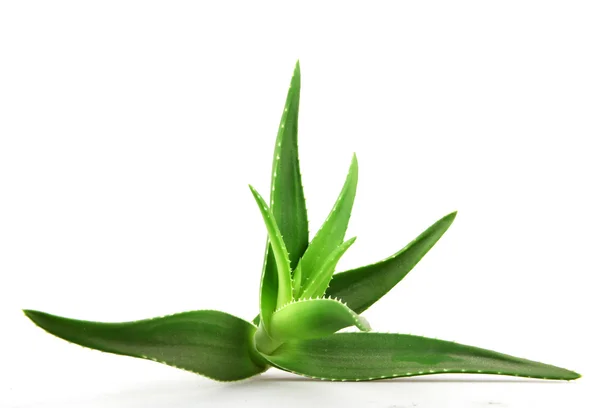 Aloe vera plante isolée sur blanc — Photo