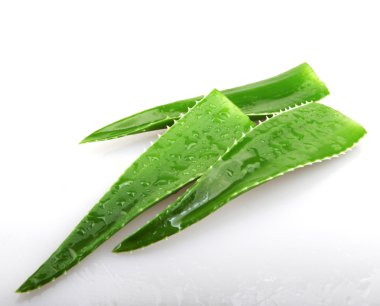 aloe vera bitkisi beyaz üzerine izole