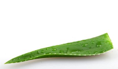 aloe vera bitkisi beyaz üzerine izole