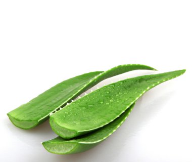 aloe vera bitkisi beyaz üzerine izole
