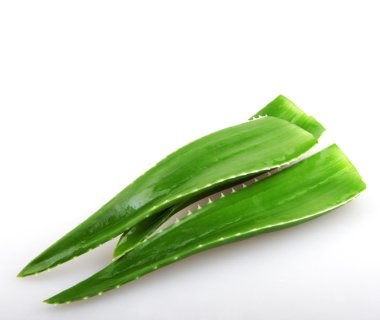 aloe vera bitkisi beyaz üzerine izole