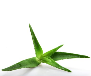 aloe vera bitkisi beyaz üzerine izole