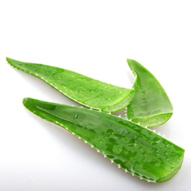 aloe vera bitkisi beyaz üzerine izole