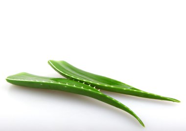 aloe vera bitkisi beyaz üzerine izole