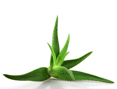 aloe vera bitkisi beyaz üzerine izole