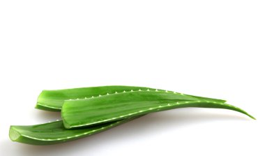 aloe vera bitkisi beyaz üzerine izole