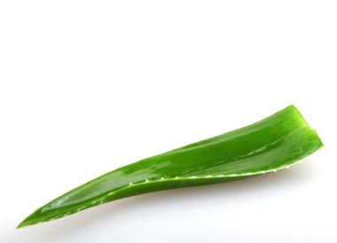 aloe vera bitkisi beyaz üzerine izole