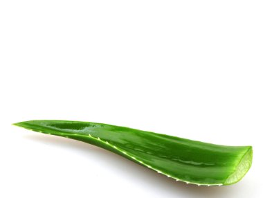 aloe vera bitkisi beyaz üzerine izole