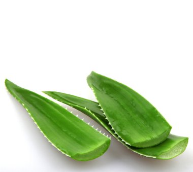 aloe vera bitkisi beyaz üzerine izole