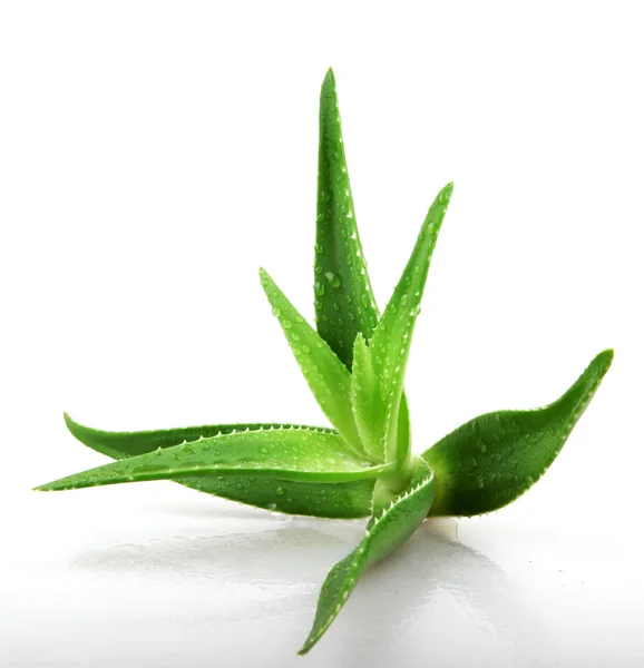 Aloe vera bitkisi beyaz üzerine izole — Stok fotoğraf