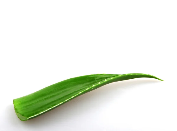 Aloe vera rostlina izolované na bílém — Stock fotografie