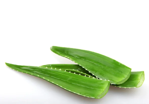 Aloe vera bitkisi beyaz üzerine izole — Stok fotoğraf