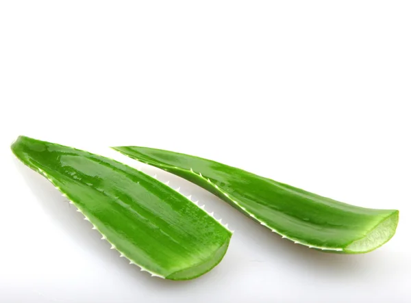 Aloe vera kasvi eristetty valkoinen — kuvapankkivalokuva
