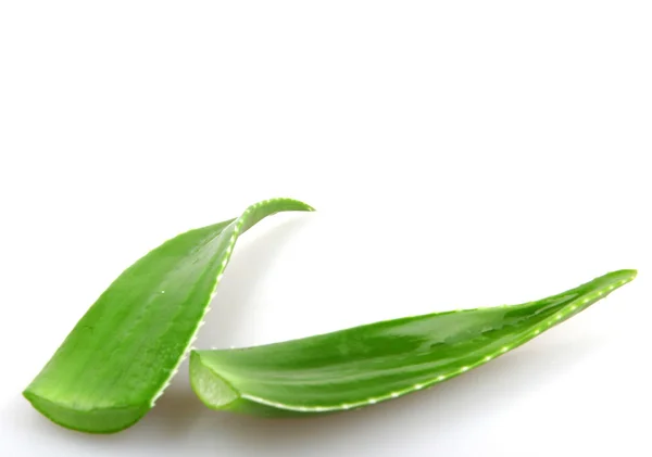 Aloe Vera Pflanze isoliert auf weiß — Stockfoto