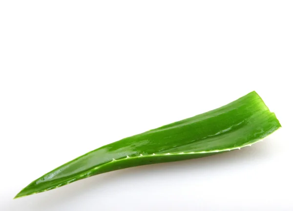 Aloe vera plant isolated on white — Stock Photo, Image