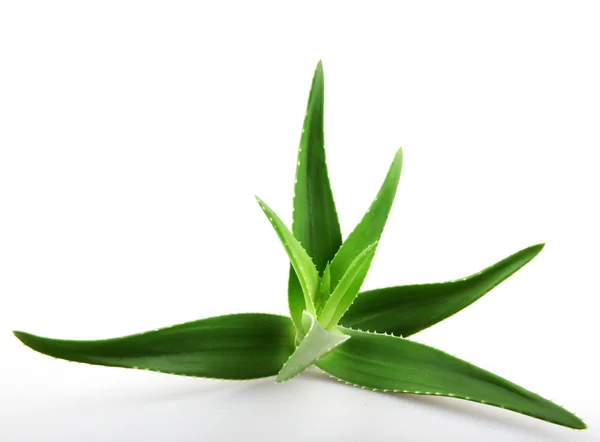 Aloe vera rostlina izolované na bílém — Stock fotografie