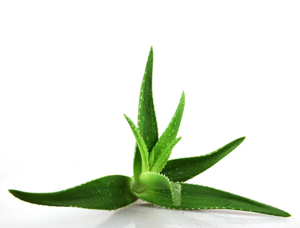 Aloe vera bitkisi beyaz üzerine izole — Stok fotoğraf