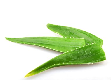 aloe vera - renkli görüntü