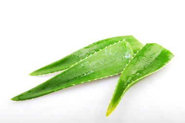 aloe vera - renkli görüntü